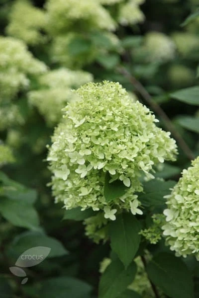 Hydrangea Paniculata 'Limelight' (PBR) 6 Hydrangea Paniculata 'Limelight' (PBR) - Image 6