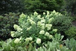 Hydrangea Paniculata 'Limelight' (PBR) 13 Hydrangea Paniculata 'Limelight' (PBR) -Plants Shop pl2000011169 card7 lg