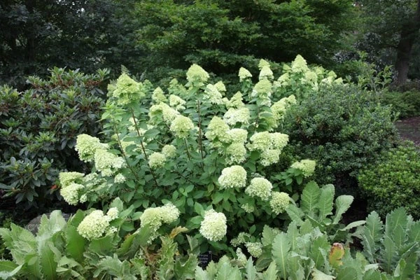 Hydrangea Paniculata 'Limelight' (PBR) 7 Hydrangea Paniculata 'Limelight' (PBR) - Image 7