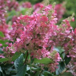 Hydrangea Paniculata Pinky-Winky ('Dvppinky') (PBR) -Plants Shop pl2000011174 card3 lg