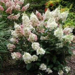 Hydrangea Paniculata Pinky-Winky ('Dvppinky') (PBR) -Plants Shop pl2000011174 card4 lg