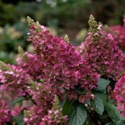 Hydrangea Paniculata Pinky-Winky ('Dvppinky') (PBR) -Plants Shop pl2000011174 card5 lg