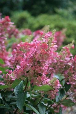 Hydrangea Paniculata Pinky-Winky ('Dvppinky') (PBR) -Plants Shop pl2000011174 card6 lg