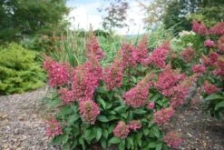 Hydrangea Paniculata Pinky-Winky ('Dvppinky') (PBR) -Plants Shop pl2000011174 card7 lg