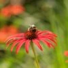 Echinacea 'Tomato Soup' (PBR)