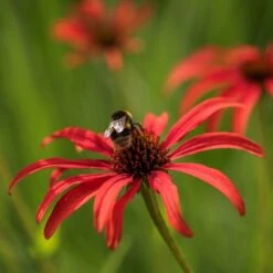 Echinacea 'Tomato Soup' (PBR) -Plants Shop pl2000011202 card3 lg