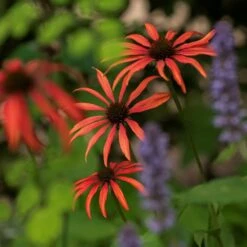 Echinacea 'Tomato Soup' (PBR) -Plants Shop pl2000011202 card4 lg