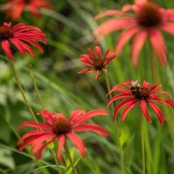 Echinacea 'Tomato Soup' (PBR) -Plants Shop pl2000011202 card5 lg