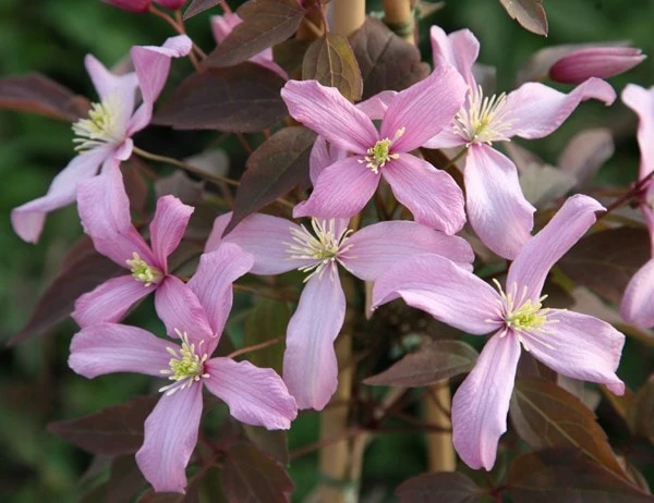 Clematis 'Warwickshire Rose' 2 Clematis 'Warwickshire Rose' - Image 2