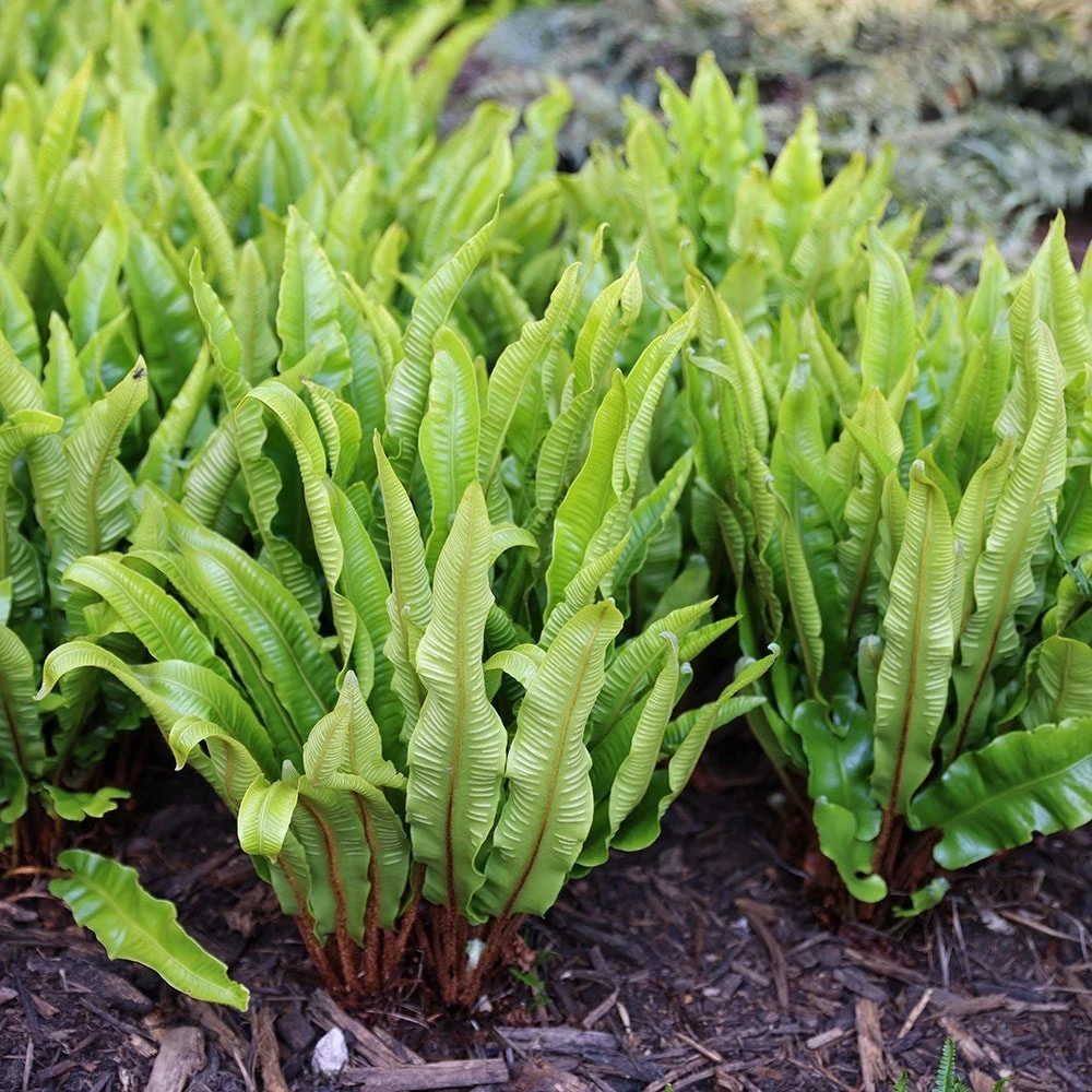 Asplenium Scolopendrium 2 Asplenium Scolopendrium - Image 2
