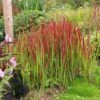 Imperata Cylindrica 'Rubra'