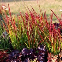 Imperata Cylindrica 'Rubra' -Plants Shop pl2000011922 card3 lg