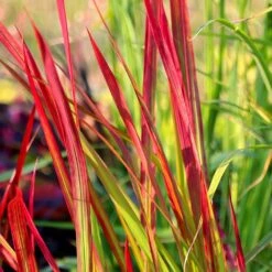 Imperata Cylindrica 'Rubra' -Plants Shop pl2000011922 card4 lg