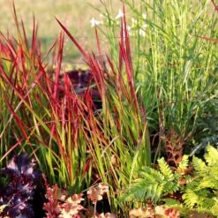 Imperata Cylindrica 'Rubra' -Plants Shop pl2000011922 card5 lg