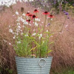 Oenothera Lindheimeri 'Whirling Butterflies' 5 Oenothera Lindheimeri 'Whirling Butterflies' -Plants Shop pl2000012365 card3 lg