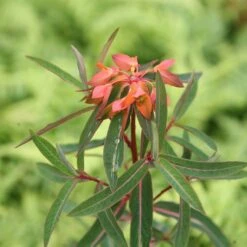 Euphorbia Griffithii 'Fireglow' -Plants Shop pl2000012387 card3 lg