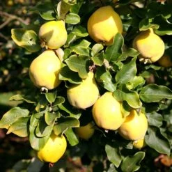 Quince 'Vranja'