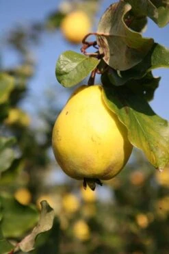 Quince 'Vranja' 5 Quince 'Vranja' -Plants Shop pl2000012513 card3 lg