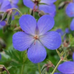 Geranium × Johnsonii 'Johnson's Blue' -Plants Shop pl2000012646 card3 lg