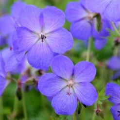 Geranium × Johnsonii 'Johnson's Blue' -Plants Shop pl2000012646 card5 lg
