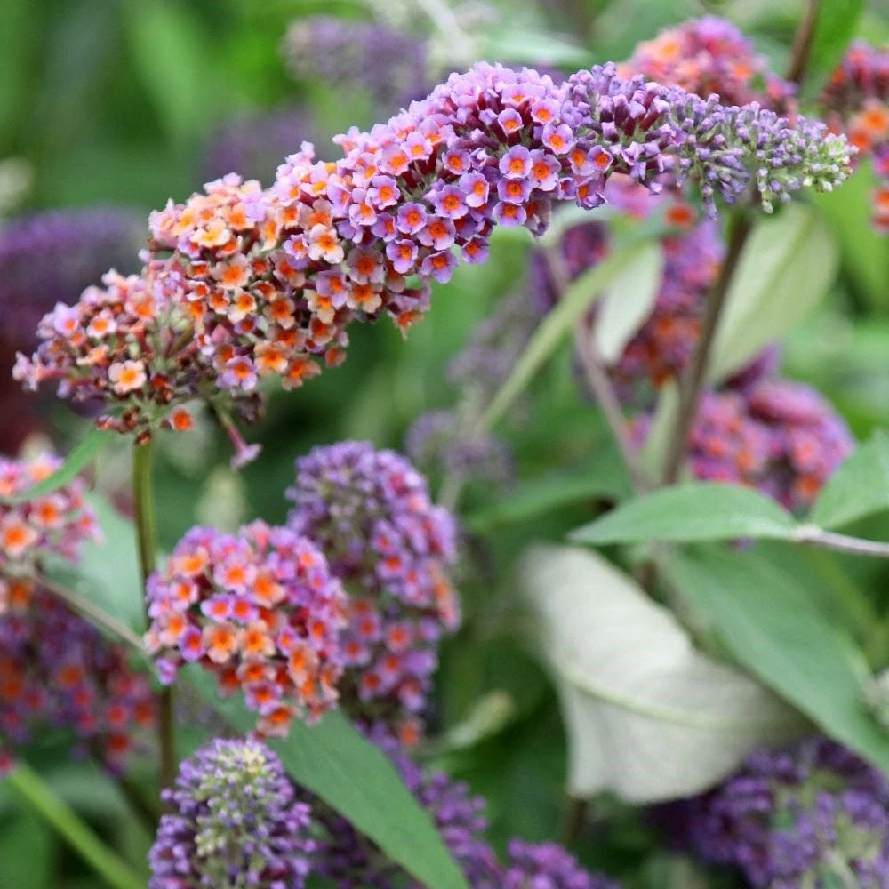Buddleja × Weyeriana 'Bicolor' 2 Buddleja × Weyeriana 'Bicolor' - Image 2