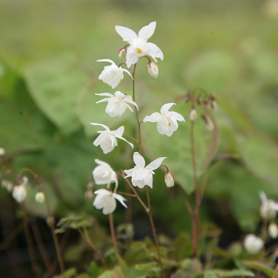 Epimedium × Youngianum 'Niveum' 1 Epimedium × Youngianum 'Niveum'