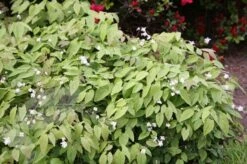 Epimedium × Youngianum 'Niveum' 5 Epimedium × Youngianum 'Niveum' -Plants Shop pl2000012677 card4 lg