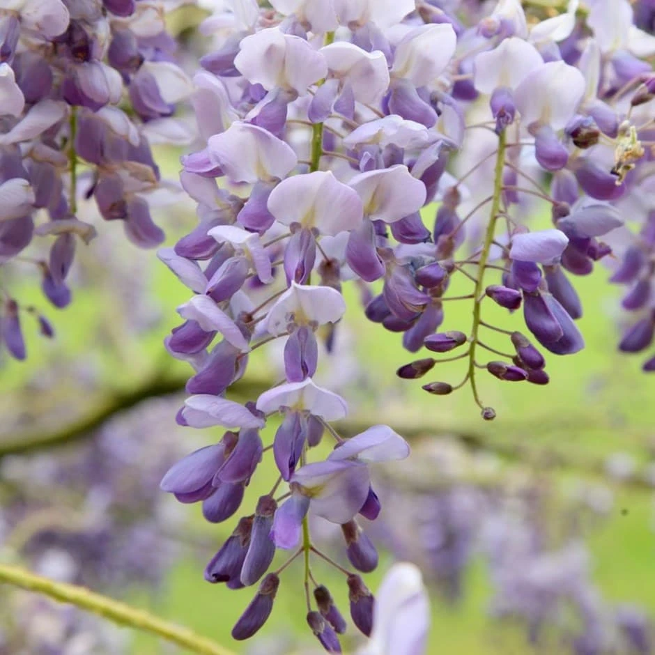 Wisteria Sinensis 'Amethyst' 1 Wisteria Sinensis 'Amethyst'