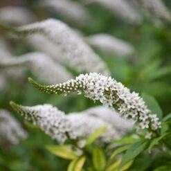 Lysimachia Clethroides -Plants Shop pl2000012743 card6 lg