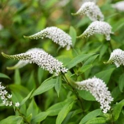 Lysimachia Clethroides -Plants Shop pl2000012743 card7 lg