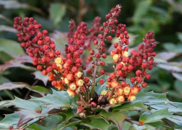 Mahonia Nitens 'Cabaret' (PBR) 2 Mahonia Nitens 'Cabaret' (PBR) - Image 2