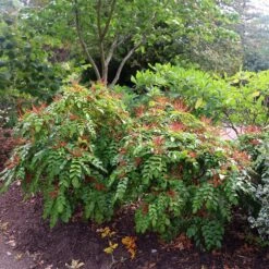 Mahonia Nitens 'Cabaret' (PBR) 6 Mahonia Nitens 'Cabaret' (PBR) -Plants Shop pl2000012848 card3 lg