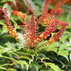 Mahonia Nitens 'Cabaret' (PBR) 7 Mahonia Nitens 'Cabaret' (PBR) -Plants Shop pl2000012848 card4 lg