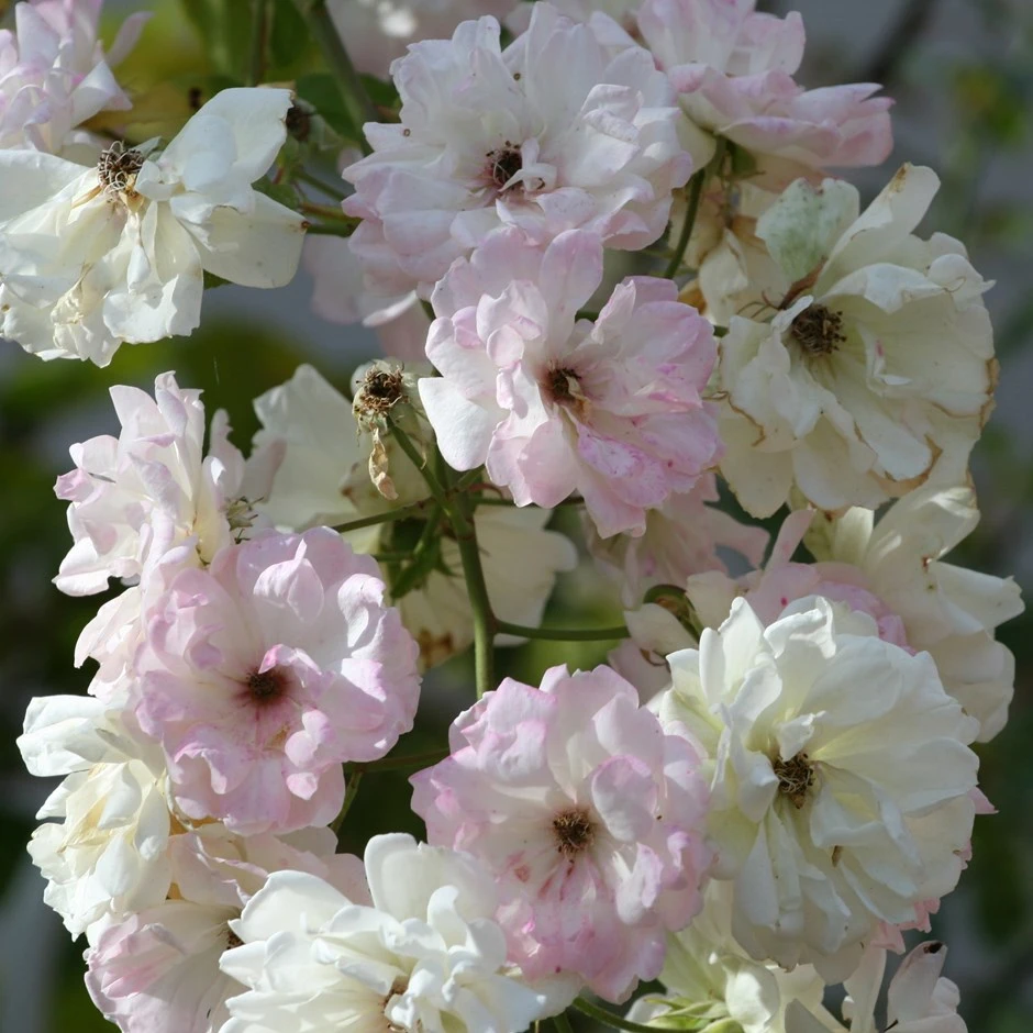 Rosa 'Phyllis Bide' 1 Rosa 'Phyllis Bide'