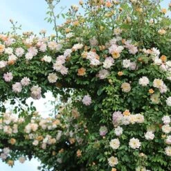 Rosa 'Phyllis Bide' 7 Rosa 'Phyllis Bide' -Plants Shop pl2000012865 card4 lg