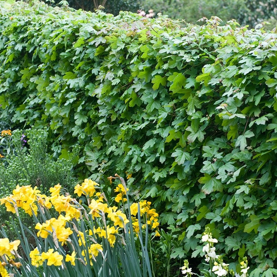 Acer Campestre - Field Maple Hedging 1 Acer Campestre - Field Maple Hedging