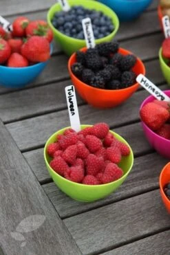 Raspberry 'Tulameen' -Plants Shop pl2000012885 card3 lg