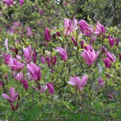 Magnolia 'Susan' -Plants Shop pl2000012896 card3 lg