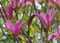 Magnolia 'Susan' -Plants Shop pl2000012896 card4 lg