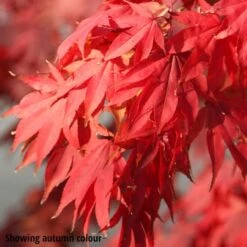 Acer Palmatum 5 Acer Palmatum -Plants Shop pl2000012901 card3 lg