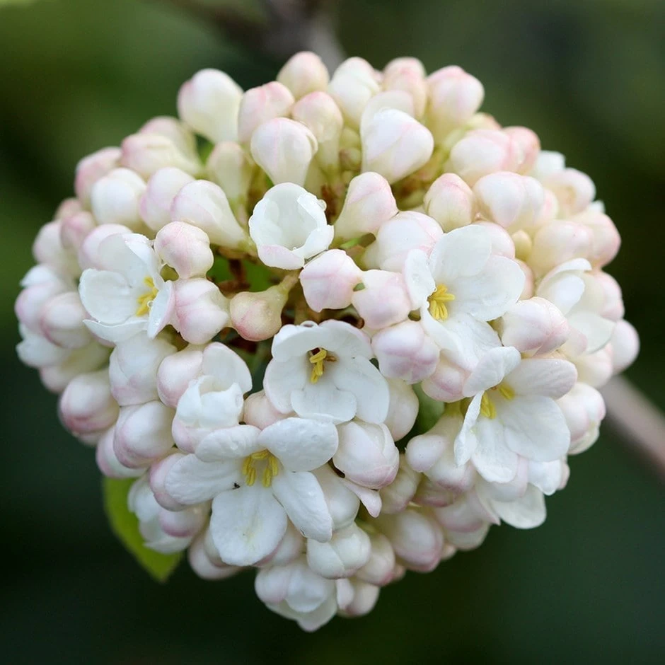 Viburnum × Carlcephalum 1 Viburnum × Carlcephalum