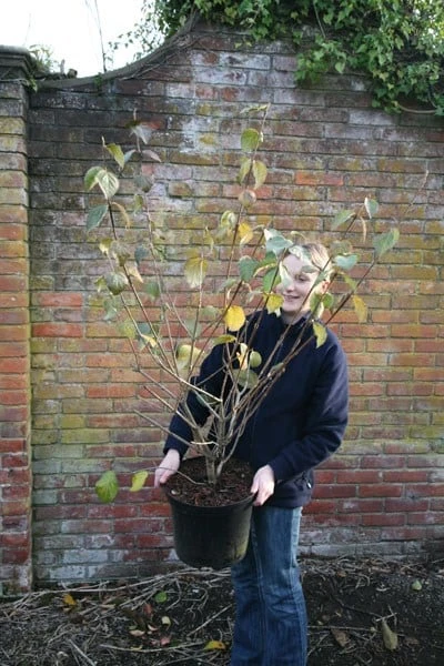 Viburnum × Carlcephalum 2 Viburnum × Carlcephalum - Image 2