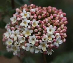 Viburnum × Carlcephalum 5 Viburnum × Carlcephalum -Plants Shop pl2000012913 card3 lg