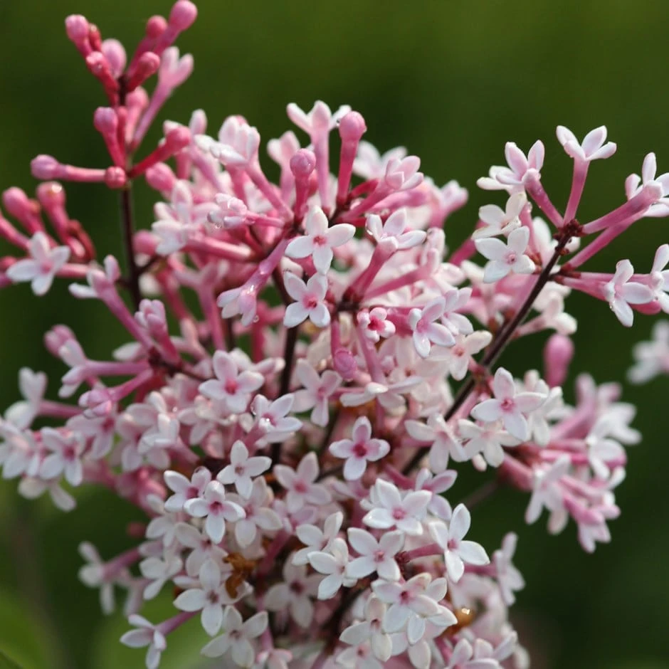 Syringa Pubescens Subsp. Microphylla 'Superba' 1 Syringa Pubescens Subsp. Microphylla 'Superba'