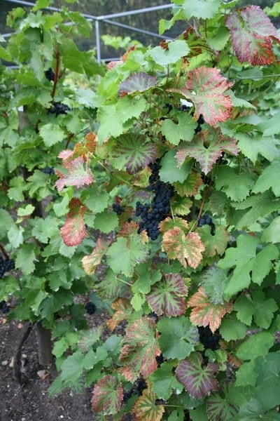 Grape 'Regent' (PBR) 2 Grape 'Regent' (PBR) - Image 2