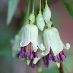 Clematis Napaulensis -Plants Shop pl2000013334 card3 lg