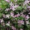 Clematis 'Minuet'