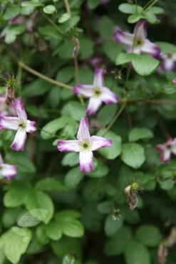 Clematis 'Minuet' -Plants Shop pl2000013343 card3 lg