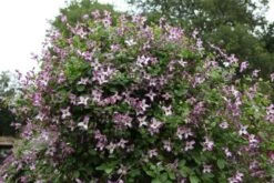 Clematis 'Minuet' -Plants Shop pl2000013343 card4 lg
