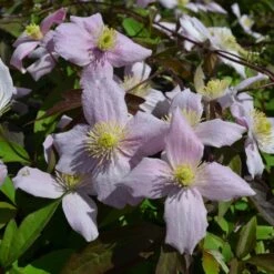 Clematis Montana Var. Rubens 'Odorata'